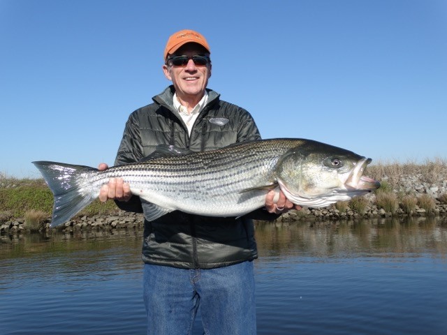 STRIPED BASS ON THE FLY Guide to California Waters by R. Chatham